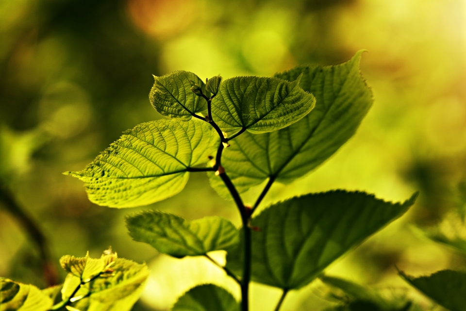 Setting a sustainable example 